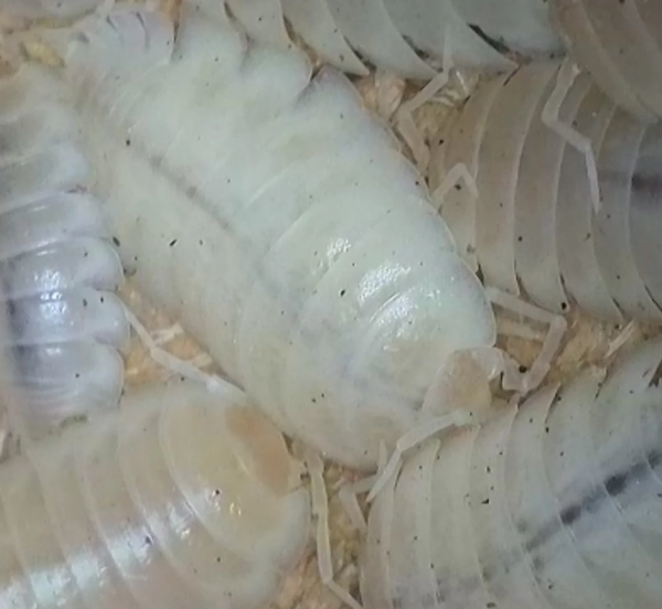 Porcellio laevis albino