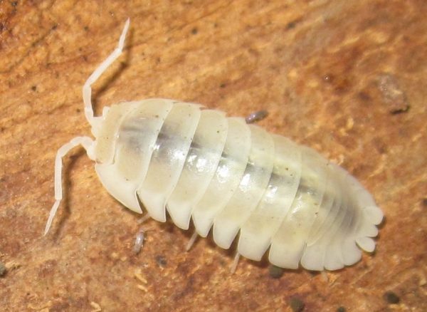 Porcellio laevis albino