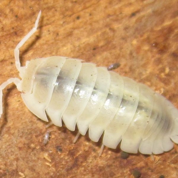 Porcellio laevis albino