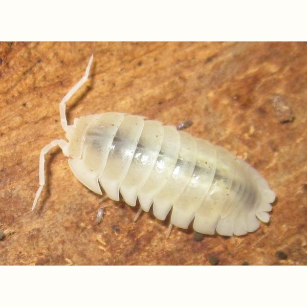 Porcellio laevis "Albino" - x10