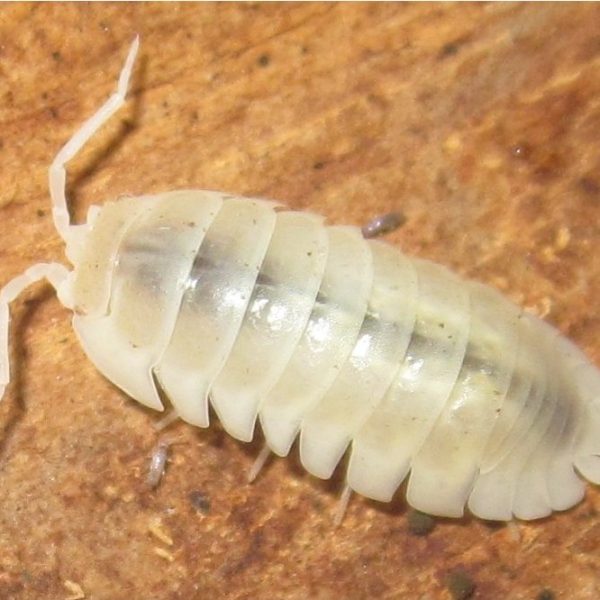 Porcellio laevis « Albino » – x10