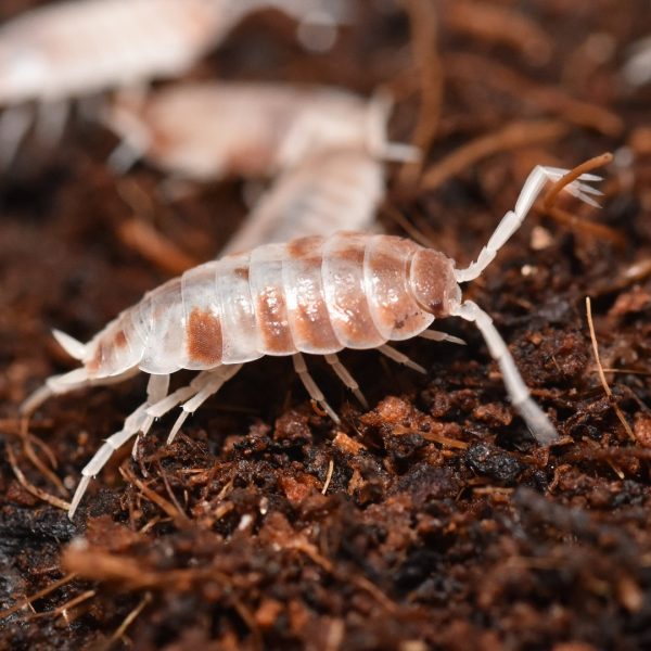 porcellionide pruinosus orange koi