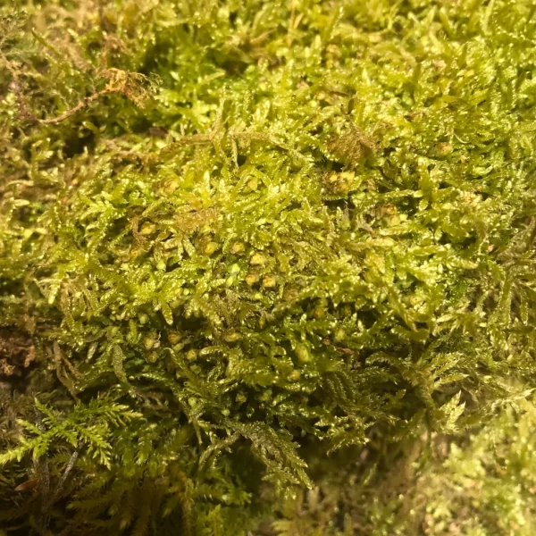 Mousse de forêt