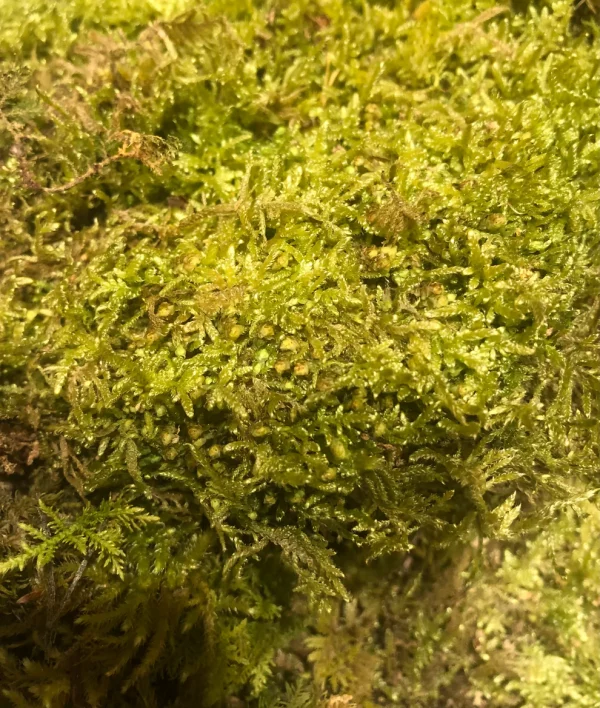 Mousse de forêt
