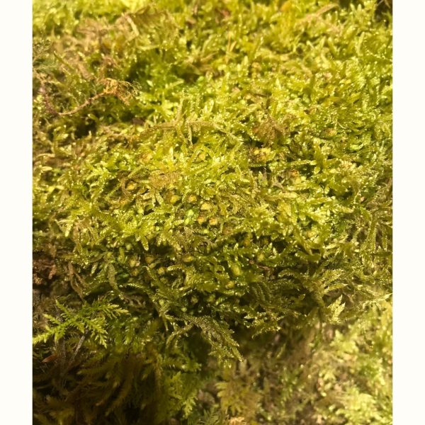 Mousse de forêt