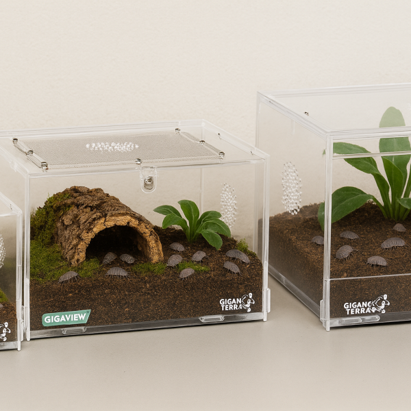 Terrarium Acrylique Isopode