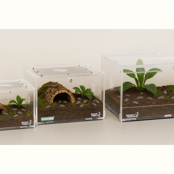 Terrarium Acrylique Isopode