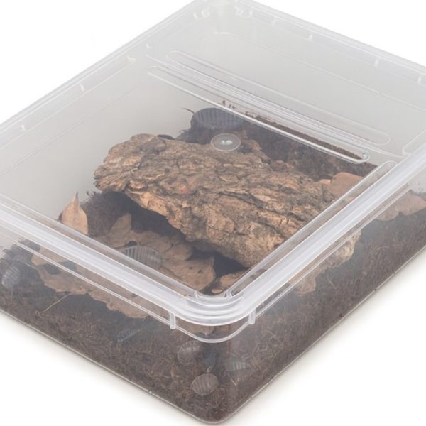 Braplast 3L Transparent Isopode