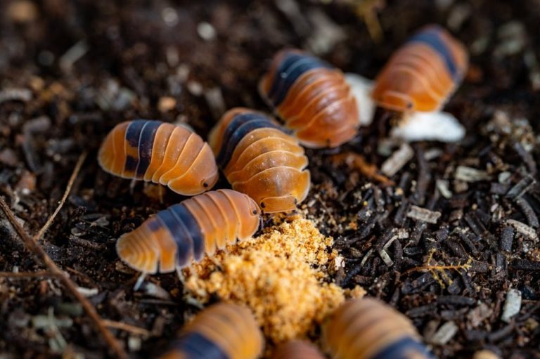 Comment nourrir ses isopodes ?