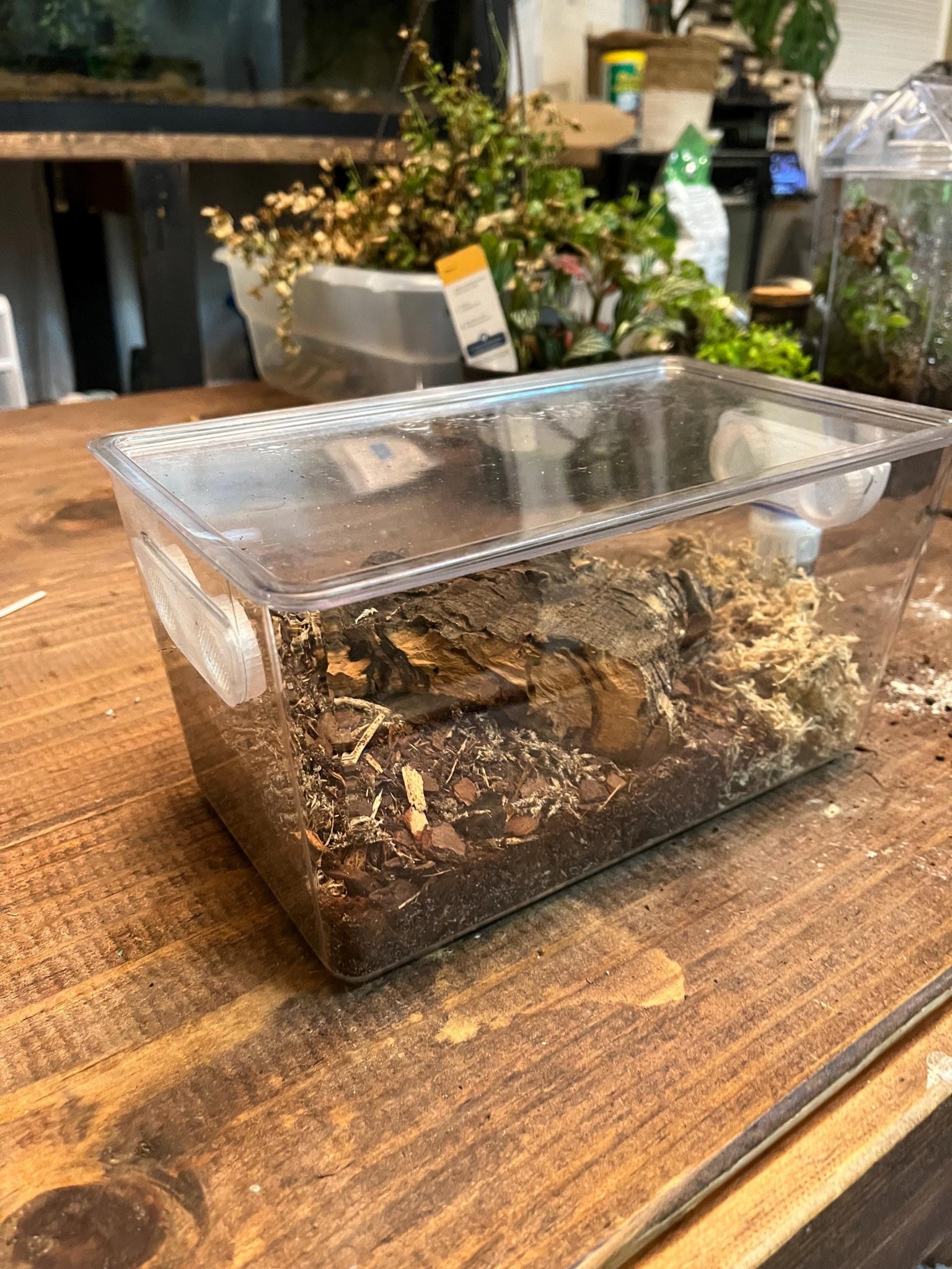 Terrarium aménagé pour isopodes