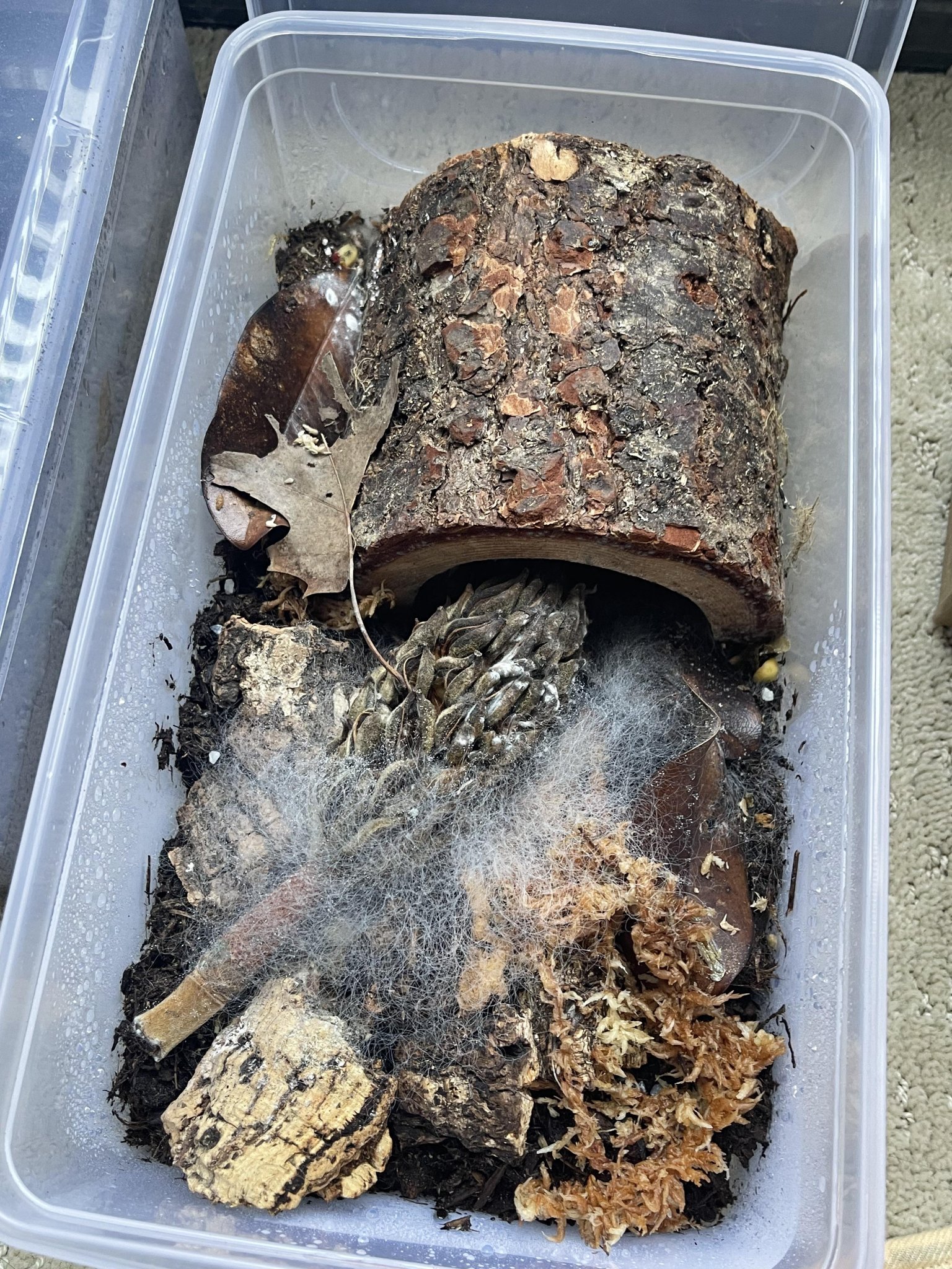 Moisissure dans un terrarium, problème courant